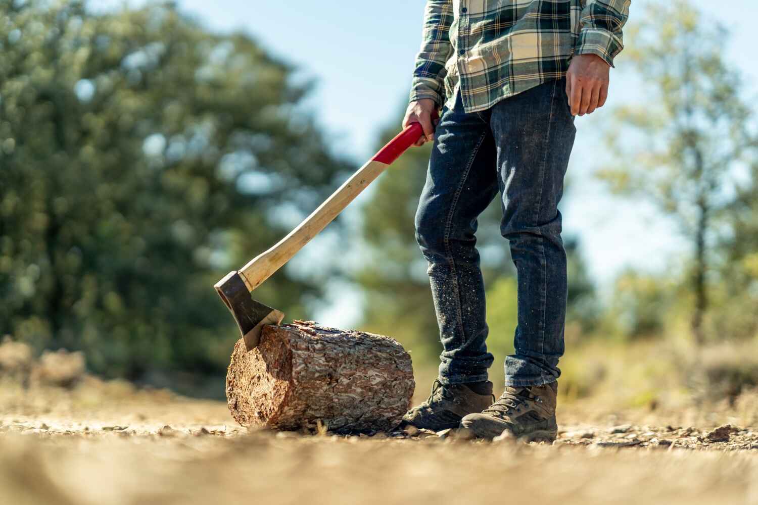 The Steps Involved in Our Tree Care Process in Carter, TX